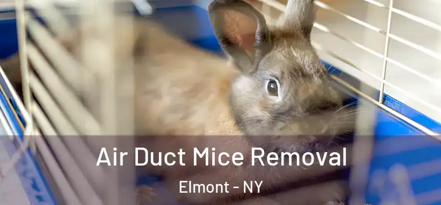 Air Duct Mice Removal Elmont - NY